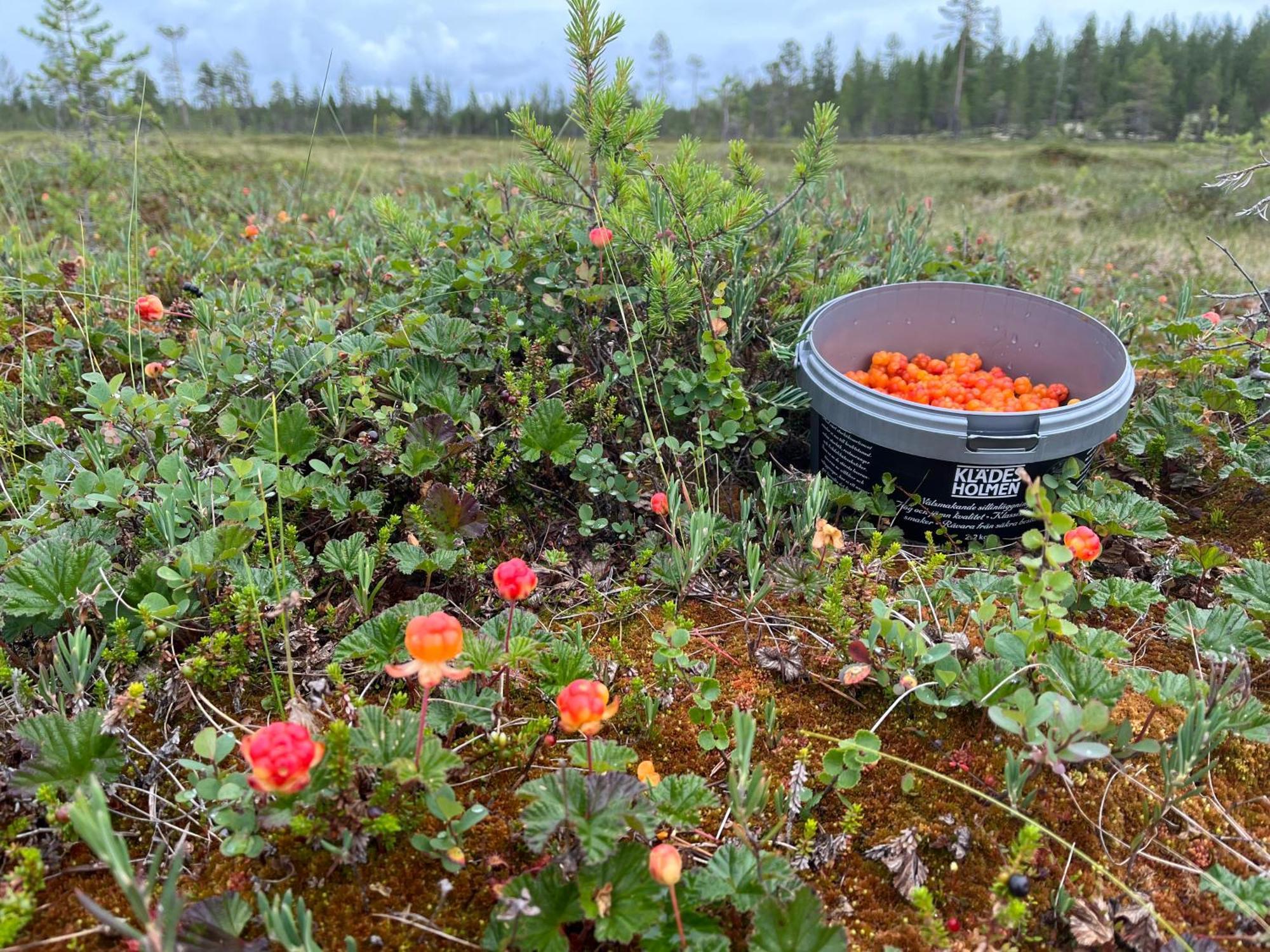 Knappgarden Särna Eksteriør billede