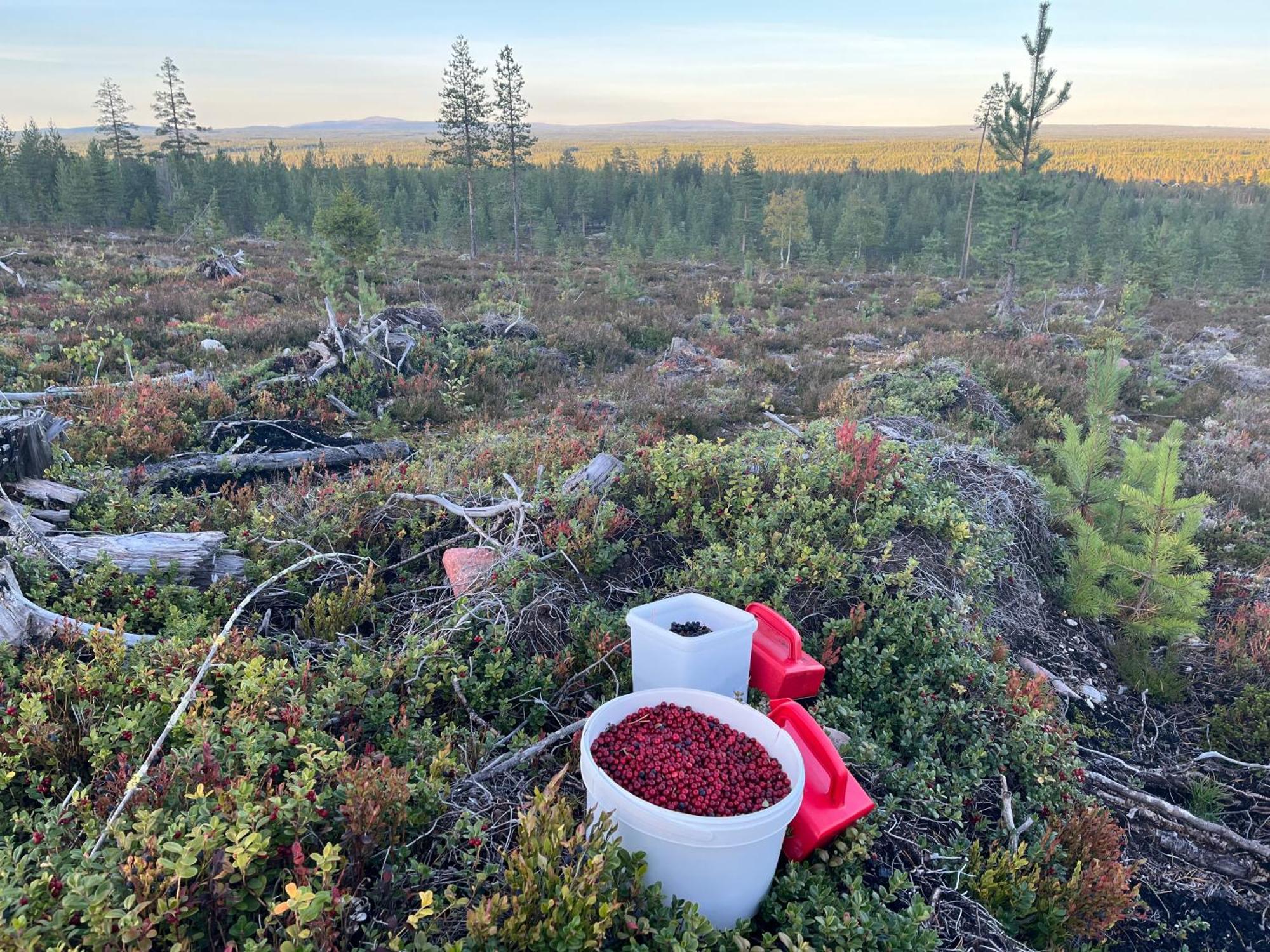 Knappgarden Särna Eksteriør billede