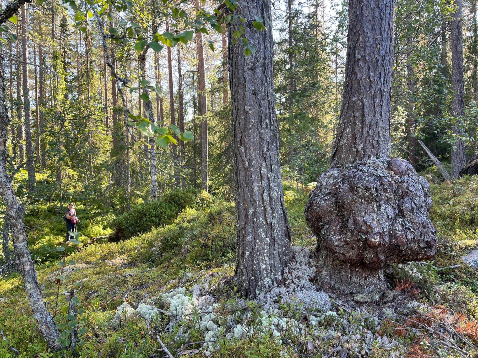 Knappgarden Särna Eksteriør billede